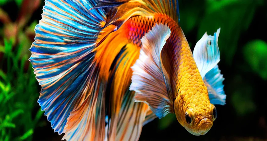 خرید تلویزیون - سونی 50 اینچ هوشمند 4k uhd x90j 2021